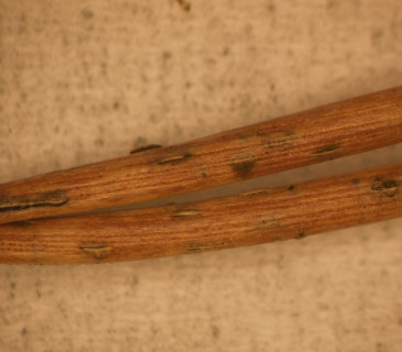 Vyvinuté acervuli na jehlicích, ÚOLM fytopatologická laboratoř 2008.