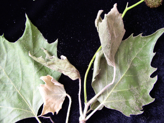 Symptomy na větvičkách, ÚOLM fytopatologická laboratoř 2006.