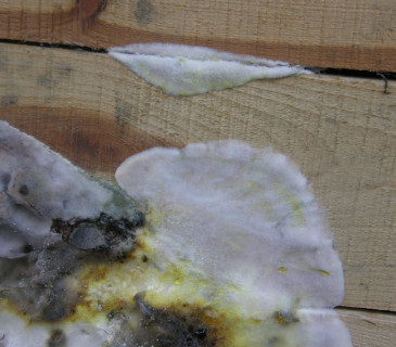 Narůstající mycelium dřevomorky, Brno 2015.