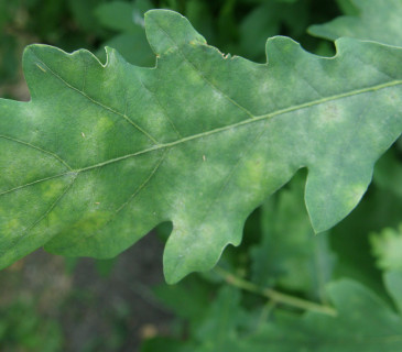 Primární symptomy napadení listů dubu, Vranovice 2018.