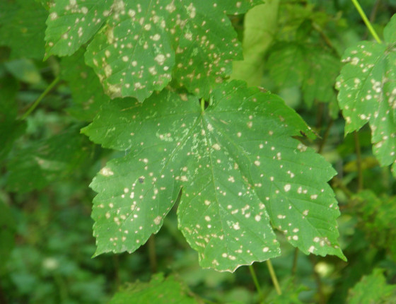 Symptomy na listech javoru klenu, Brno Soběšice 2006.