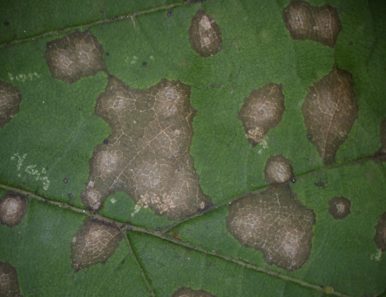 Detail skvrn na listech, Brno Soběšice 2006.