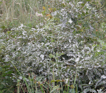 Silné napadení padlím dubovým, ŠLP ML Křtiny 2018.