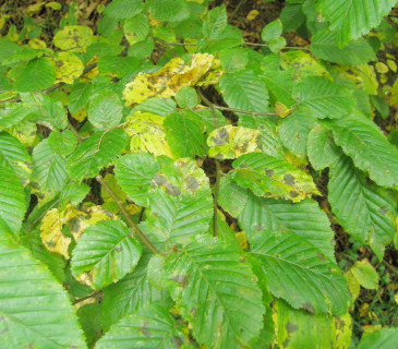 Symptomy na listech habru, Brno park Lužánky 2018.