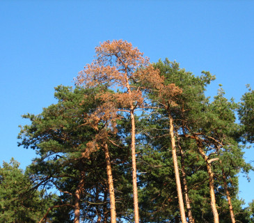 Cenangioza na borovici lesní, ŠLP ML Křtiny 2009.