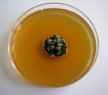 Čistá kultura L. acicola, ÚOLM fytopatologická laboratoř 2008.