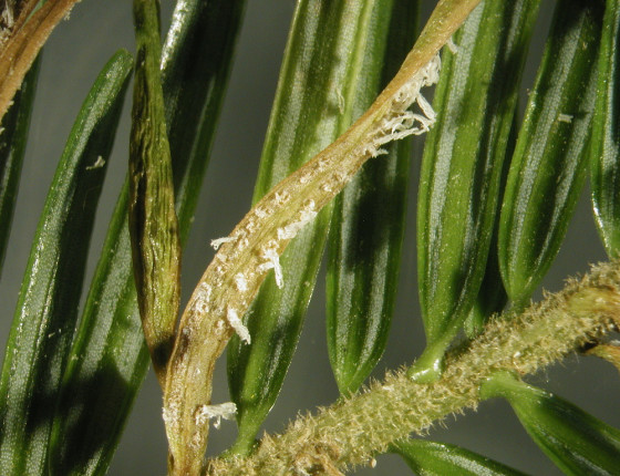 Aecie na jehlicích jedle, laboratoř ÚOLM LDF Brno 2003.