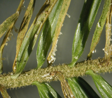 Aecie na jehlicích jedle, laboratoř ÚOLM LDF Brno 2003.