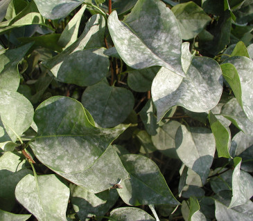 Erysiphe syringae na listech šeříku, Brno Zemědělská 2016.