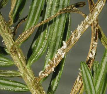 Aecie na jehlicích jedle, laboratoř ÚOLM LDF Brno 2003.