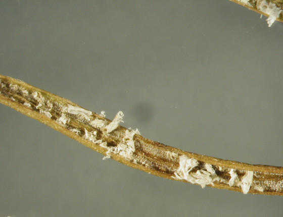 Aecie na jehlici jedle, laboratoř ÚOLM LDF Brno 2003.