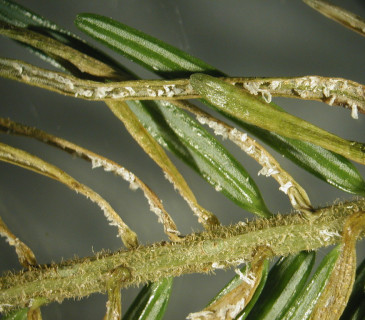 Aecie na jehlicích jedle, laboratoř ÚOLM LDF Brno 2003.