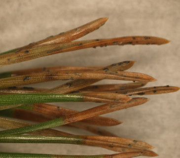 Acervuli na jehlicích borovice blatky, ÚOLM LDF Brno 2008.