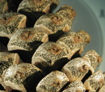 Narůstání pyknid na šišce borovice, laboratoř ÚOLM LDF Brno 2006.