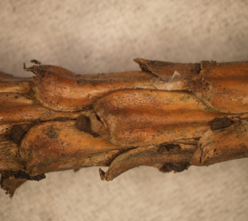 Apothecia narůstající na větvičce borovice, laboratoř ÚOLM LDF Brno 2012.