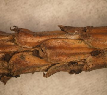 Apothecia narůstající na větvičce borovice, laboratoř ÚOLM LDF Brno 2012.