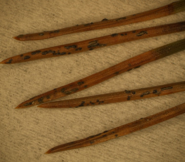 Acervuli na jehlicích borovice blatky, ÚOLM LDF Brno 2008.