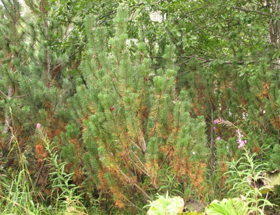 Pinus mugo symptomy sypavky borové, Slovensko Podbánské 2004.