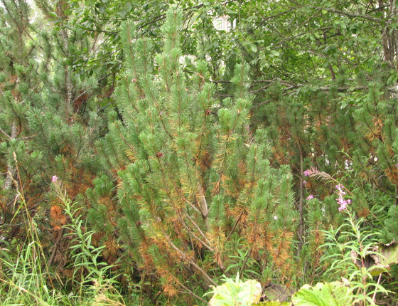 Pinus mugo symptomy sypavky borové, Slovensko Podbánské 2004.