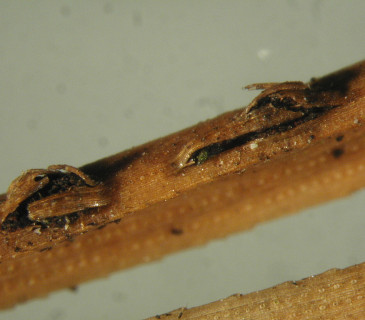 Acervuli na jehlicích borovice, laboratoř ÚOLM LDF Brno 2010.