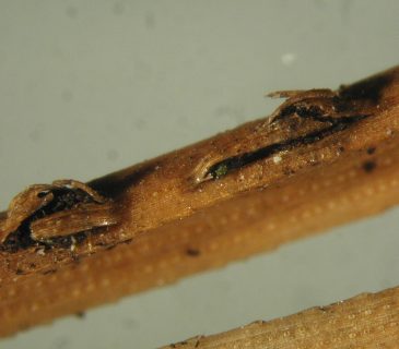Acervuli na jehlicích borovice, laboratoř ÚOLM LDF Brno 2010.