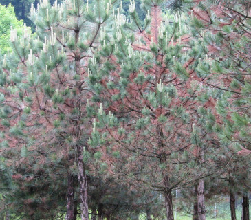 Výrazné červené zrezivění jehlic u borovice černé, Koryčany 2008.