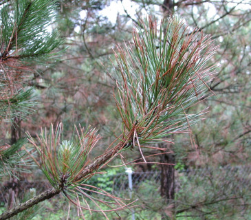 Symptomy u borovice černé, Koryčany 2008.