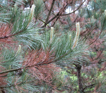 Symptomy u borovice černé, Koryčany 2008.