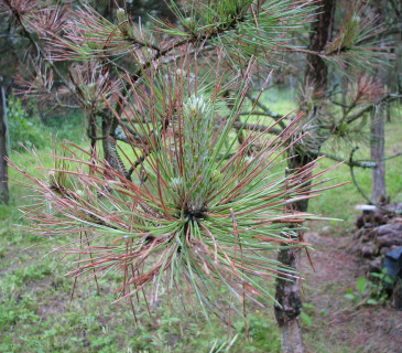 Symptomy u borovice černé, Koryčany 2008.