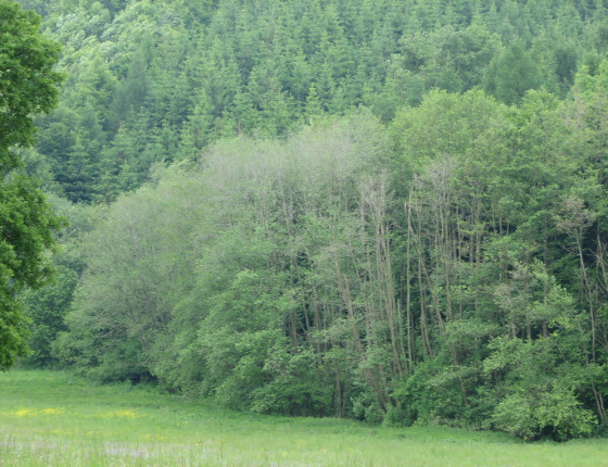 Symptomy opožděného rašení olší, Českomoravská vysočina 2006.