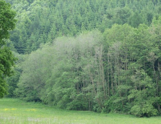 Symptomy opožděného rašení olší, Českomoravská vysočina 2006.