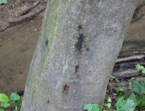 Krvácivé léze na kůře, Brno, Svitava 2008.