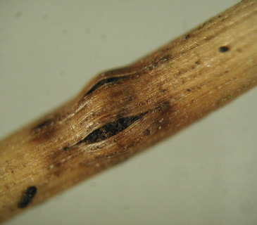 Detail acervuli na jehlici borovice, laboratoř ÚOLM LDF Brno 2010.