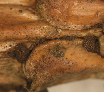 Apothecia narůstající na větvičce borovice, laboratoř ÚOLM LDF Brno 2012.