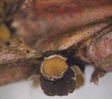 Apothecium narůstající na větvičce borovice, laboratoř ÚOLM LDF Brno 2012.