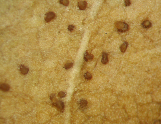 Perithécia na rubu listů, laboratoř ÚOLM LDF Brno 2016.