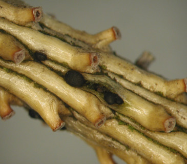 Pyknidy narůstající v borce u smrku, laboratoř ÚOLM LDF Brno, 2003.