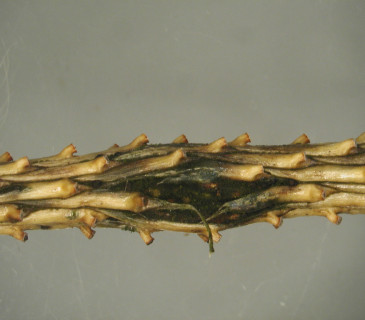 Praskliny v borce u smrku, laboratoř ÚOLM LDF Brno, 2003.