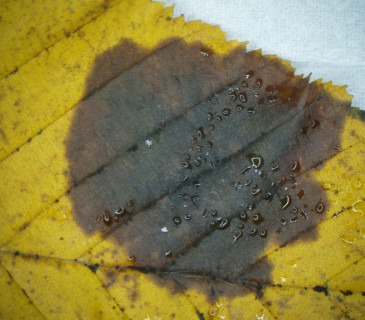 Symptomy na listech habru, Brno Lužánky park 2012.