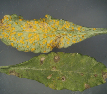 Uredia na rubu listu podbělu, laboratoř ÚOLM LDF Brno 2004.