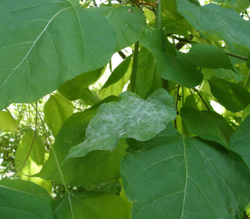 Erysiphe elevata na listech katalpy, Brno Mendelu BZA 2010.
