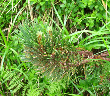 Napadená borovice kleč, Slovensko, Roháče 2004.
