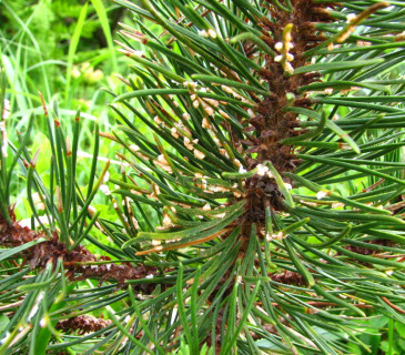 Napadená borovice kleč, Slovensko, Roháče 2004.