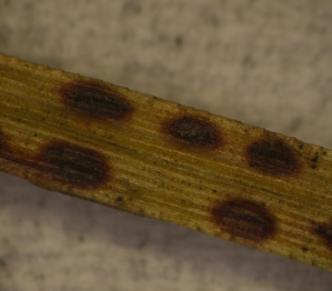 Stopy po opadlých aeciích na jehlici borovice, laboratoř ÚOLM LDF Brno 2003.