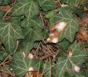 Typické koncentrické skvrny na listech, Brno Mendelu BZA 2012.