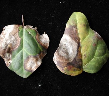 Typické koncentrické skvrny na listech, laboratoř ÚOLM LDF Brno 2012.