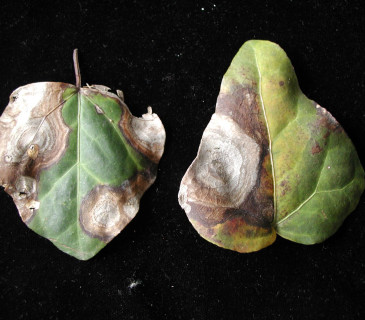 Typické koncentrické skvrny na listech, laboratoř ÚOLM LDF Brno 2012.