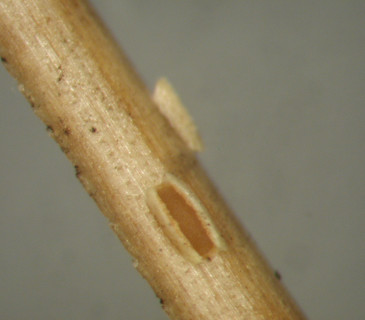 Detail apothecia na jehlici borovice, laboratoř ÚOLM LDF Brno 2003.