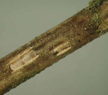 Detail apothecia na jehlici borovice, laboratoř ÚOLM LDF Brno 2003.