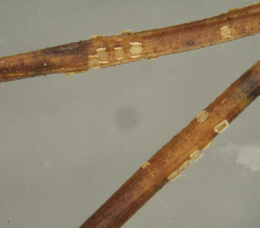 Apothecia na jehlicích borovice, laboratoř ÚOLM LDF Brno 2003.